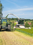 Ganzpflanzensilage aus Getreide ist besser als ihr Ruf