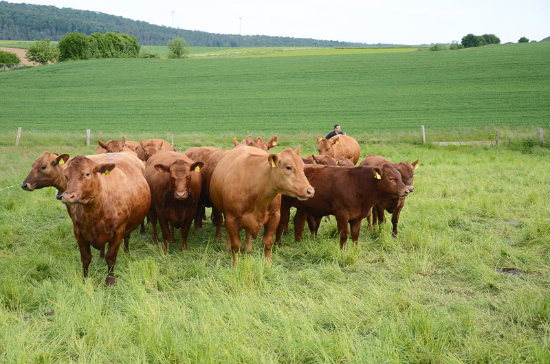 Angus weiter im Aufwind