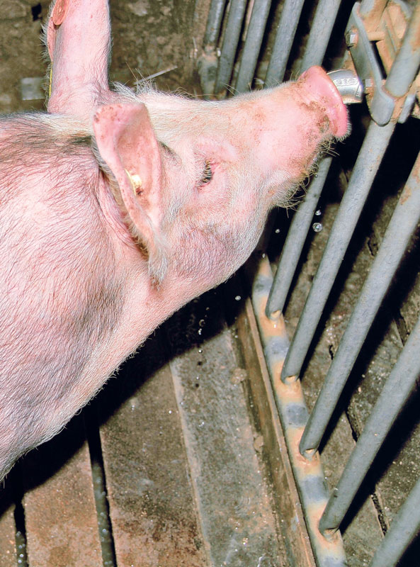 Keimen im Tränkwasser den Kampf ansagen