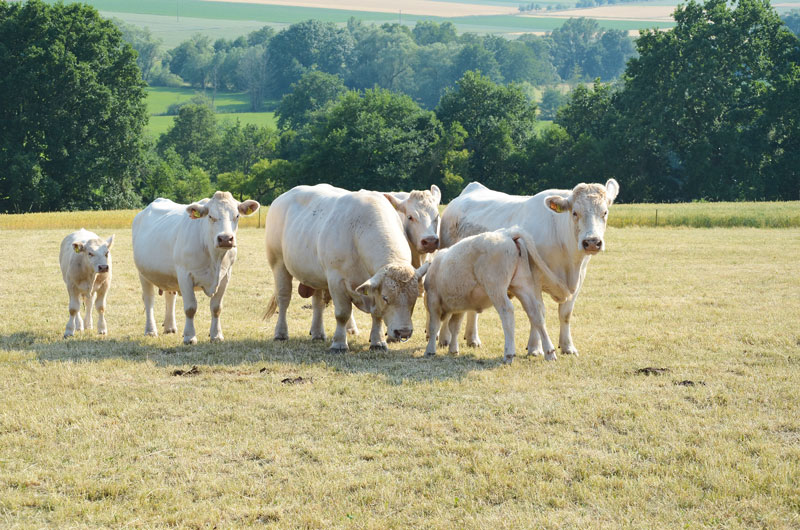 Engagement bei Hessens Züchtern der Rasse Charolais