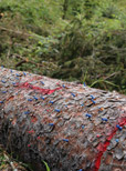 Rheinland-Pfalz: Borkenkäfer aktiv im Wald