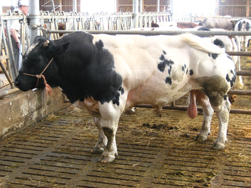 Charolais, Limousin und Weißblaue Belgier | Aus der Region