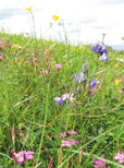 Biodiversität kann auf Teilflächen wachsen