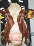 Kühe mit oder ohne Antibiotika trockenstellen?