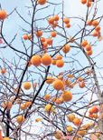 Die Frucht der Götter