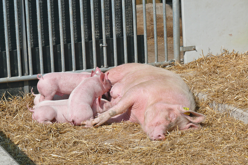 Ökoschweine: Markttendenzen und Zukunftsvisionen