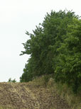 Mehr Landschaftselemente und Leguminosen in der Feldflur