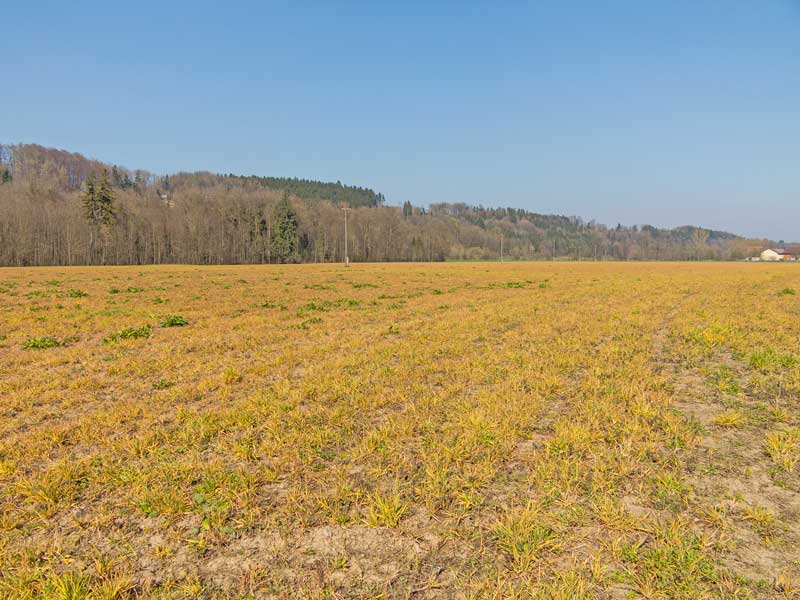 EFSA stuft Glyphosat nicht als krebserregend ein