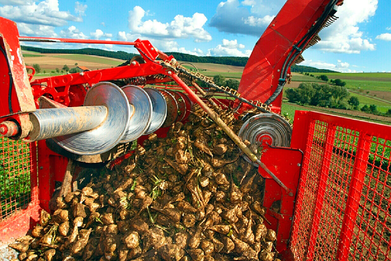 Weniger Fläche und weniger Ertrag