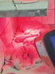 Schweinesignale richtig erkennen