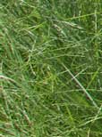 Vor allem niedrige Nmin-Werte zeichnen Szarvasi-Gras aus