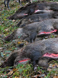 Beim Ausweiden von Wildschweinen Handschuhe tragen