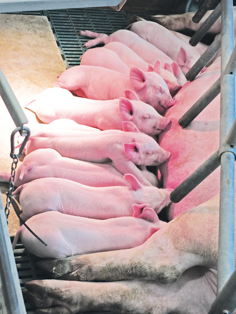 Wie sieht die Zukunft der Schweinehaltung aus?