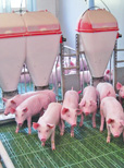 Schweinegesundheit durch die richtige Fütterung stärken