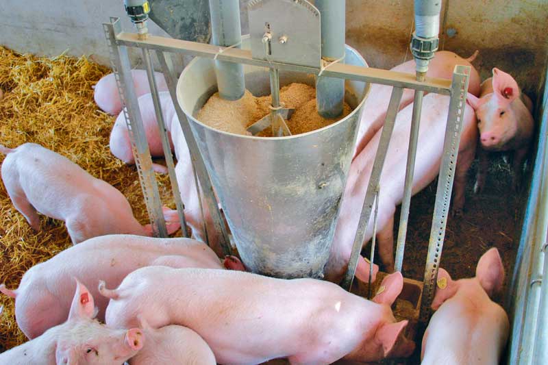 Lupinen ins Schweinemastfutter?