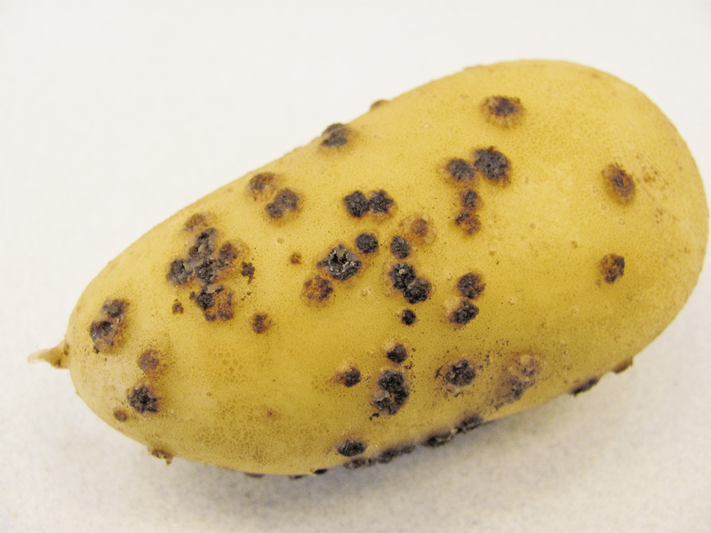 Die Pflanzkartoffelverordnung wird neu aufgestellt