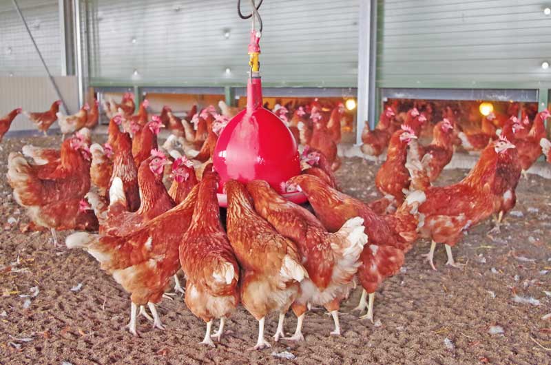 Verhaltensstörungen durch richtige Fütterung vermeiden