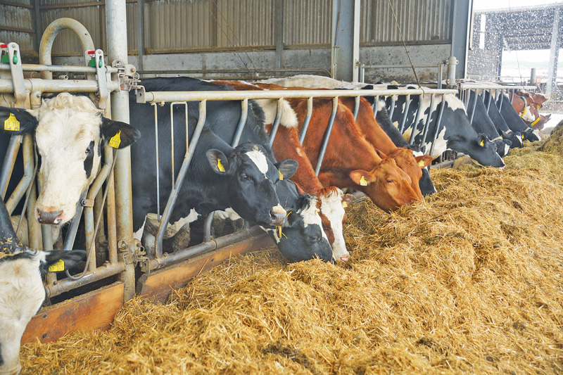 In kleinen Schritten die Herde aufgestockt
