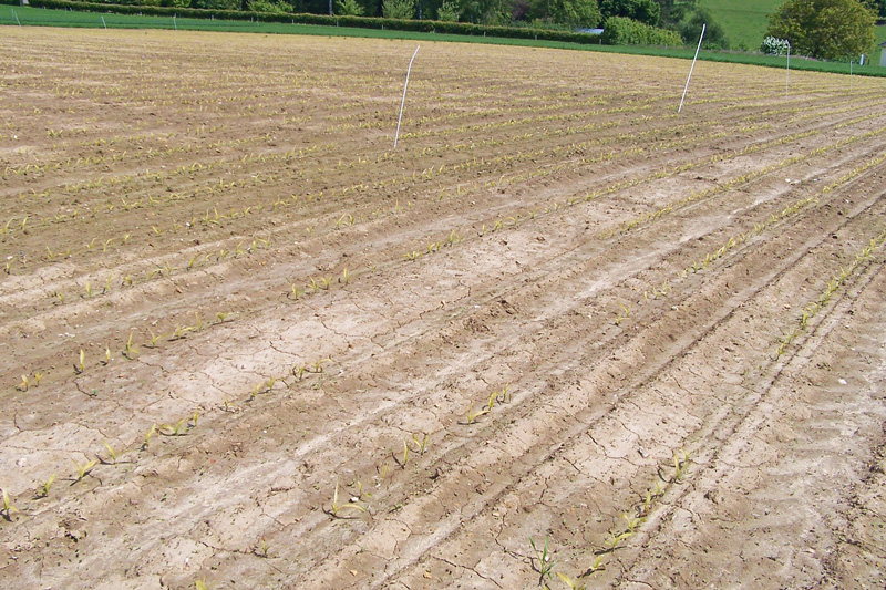 Erosion, Verschlämmung und Auswaschung mindern
