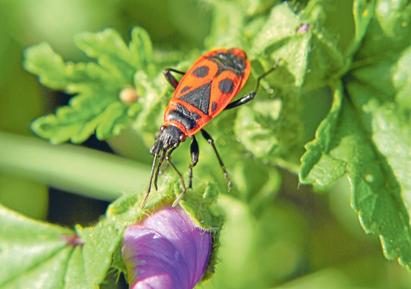 lwheute.de Wanzen im Garten Wanzen im Garten