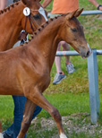 Applaus ist der Lohn für das Engagement der Züchter