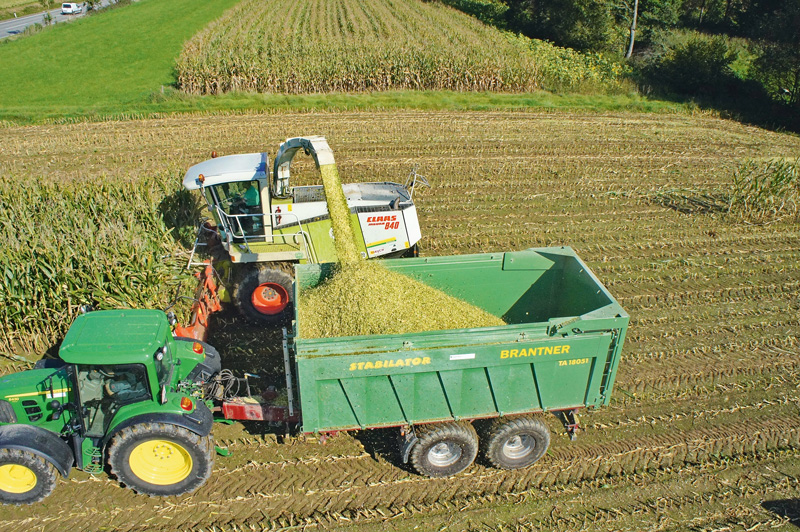 Was können Siliermittel in der Maissilage leisten?