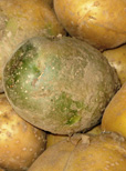 Kartoffeln unter Dauerstress
