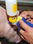 Tierärzte kaufen deutlich weniger Antibiotika