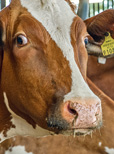 Kühe haben bei hohen Temperaturen Stress