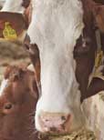 GVO-freie Milchproduktion für viele Betriebe interessant