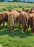 Mit besten Limousins auf dem Absetzermarkt sehr erfolgreich