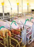 Energie in Schweinehaltungen effizient nutzen