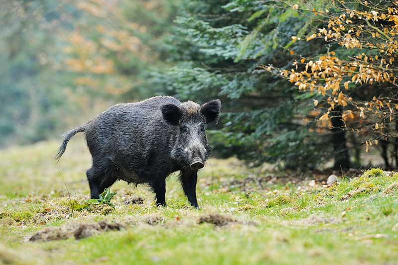 Bachen frischen früher und Zahl ihrer Frischlinge steigt