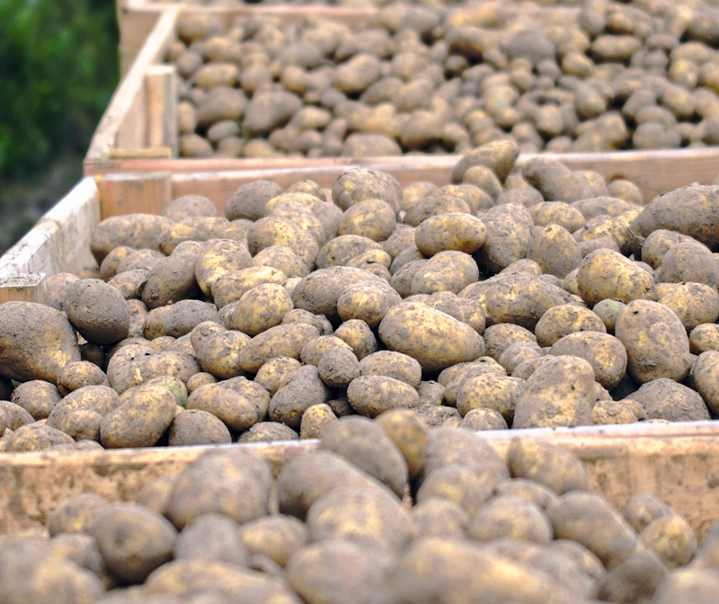 Ist die Ruhe im Kartoffellager trügerisch?