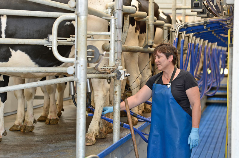 Kühe in Deutschland gaben im Schnitt 8 563 kg Milch