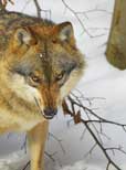 Wölfe reißen wieder Nutztiere in Mecklenburg-Vorpommern