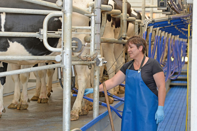 Hessische Kühe gaben im Schnitt 227 kg mehr Milch