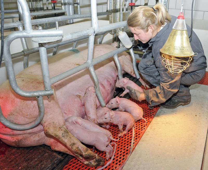 (Ge-)wichtige Vorsorge für den Folgewurf