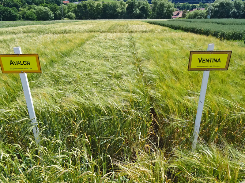 Aktuell günstige Marktlage bei Sommer-Braugerste