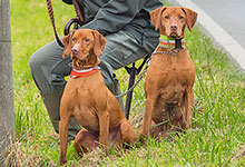 Damit der Jagdhund auf der Gesellschaftsjagd versichert ist