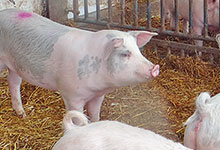 Bioschweineerzeugung: Wachstum gestalten