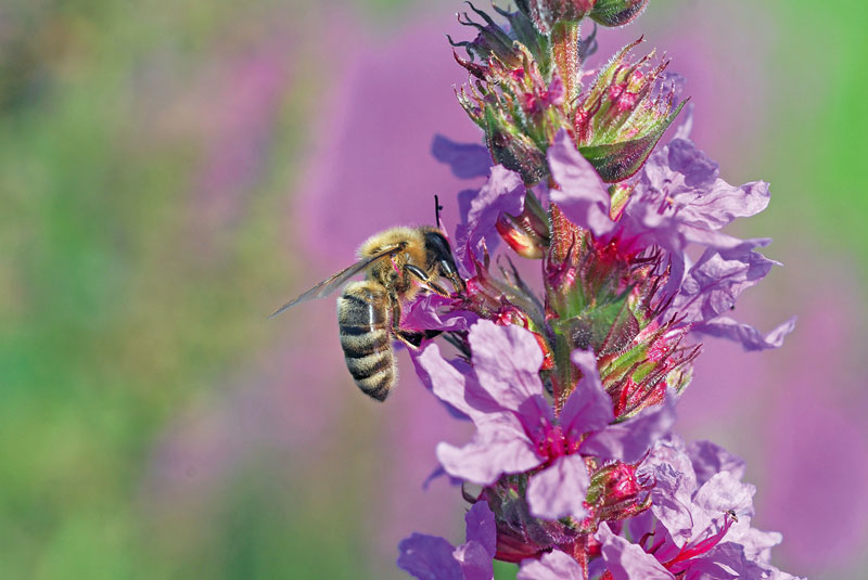 Möglichkeit der Ausnahmen im Sinne der Bienen wahrnehmen