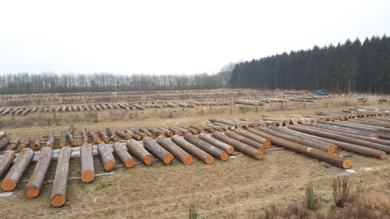 Das war ein guter Winter für die Waldarbeit