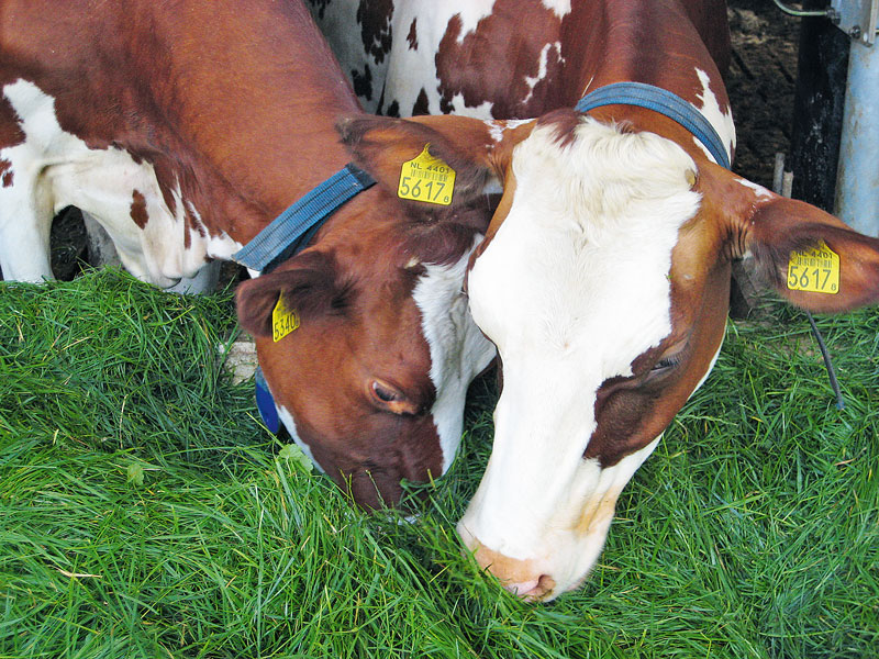 Grünland-Potenzial in der Milchviehfütterung nutzen