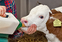 Frühe Kälberdurchfälle können viele Ursachen haben