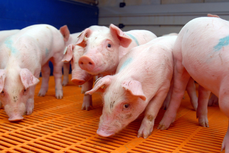 Ferkel aus Familienverbänden sind nicht im Vorteil 