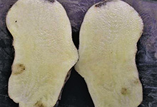 Ein N-Überschuss führt zu minderen Qualitäten