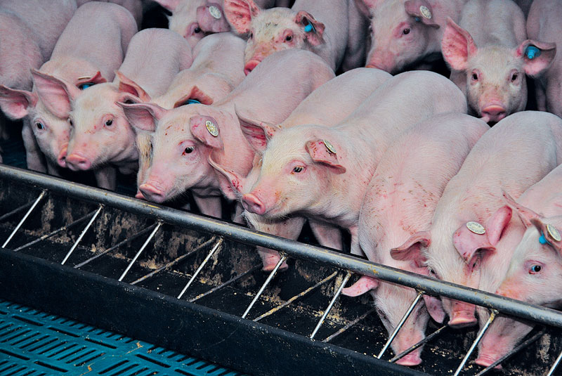 Viel Rohfaser im Futter bremst die Ferkel nicht aus