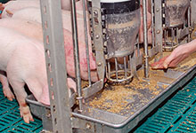 Luzerne fressen die Ferkel gerne