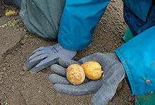 Neuer Schädling auf heimischen Kartoffeläckern 